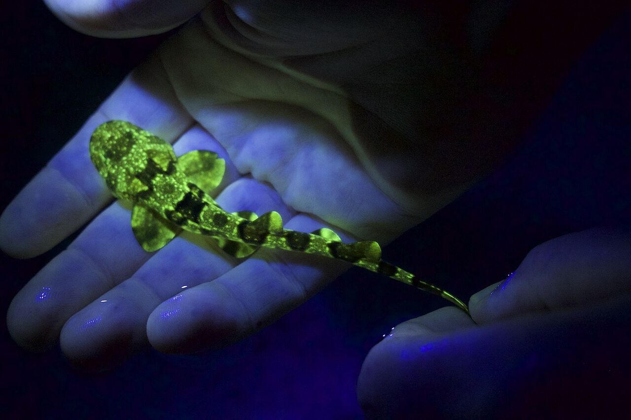 Fluorescent diving Aquarium 1