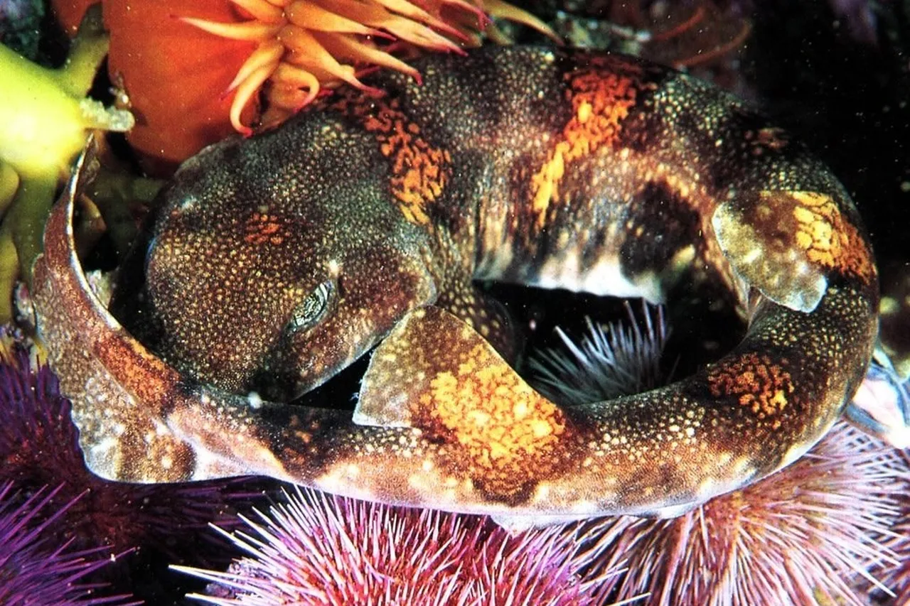 Africa West Coast Puffadder Shyshark House Cat Size