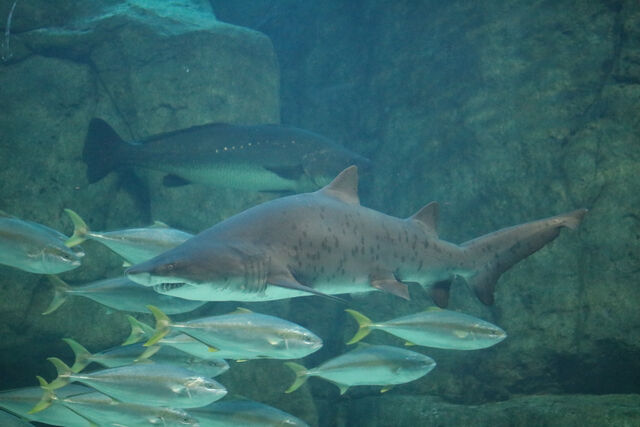 Two Oceans Aquarium | Ragged-tooth shark