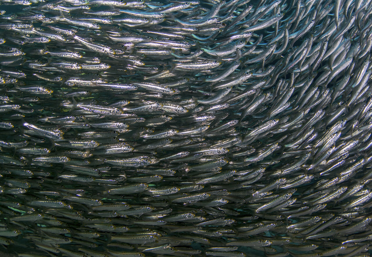 The sardine run is underway, but where have all the fish gone?