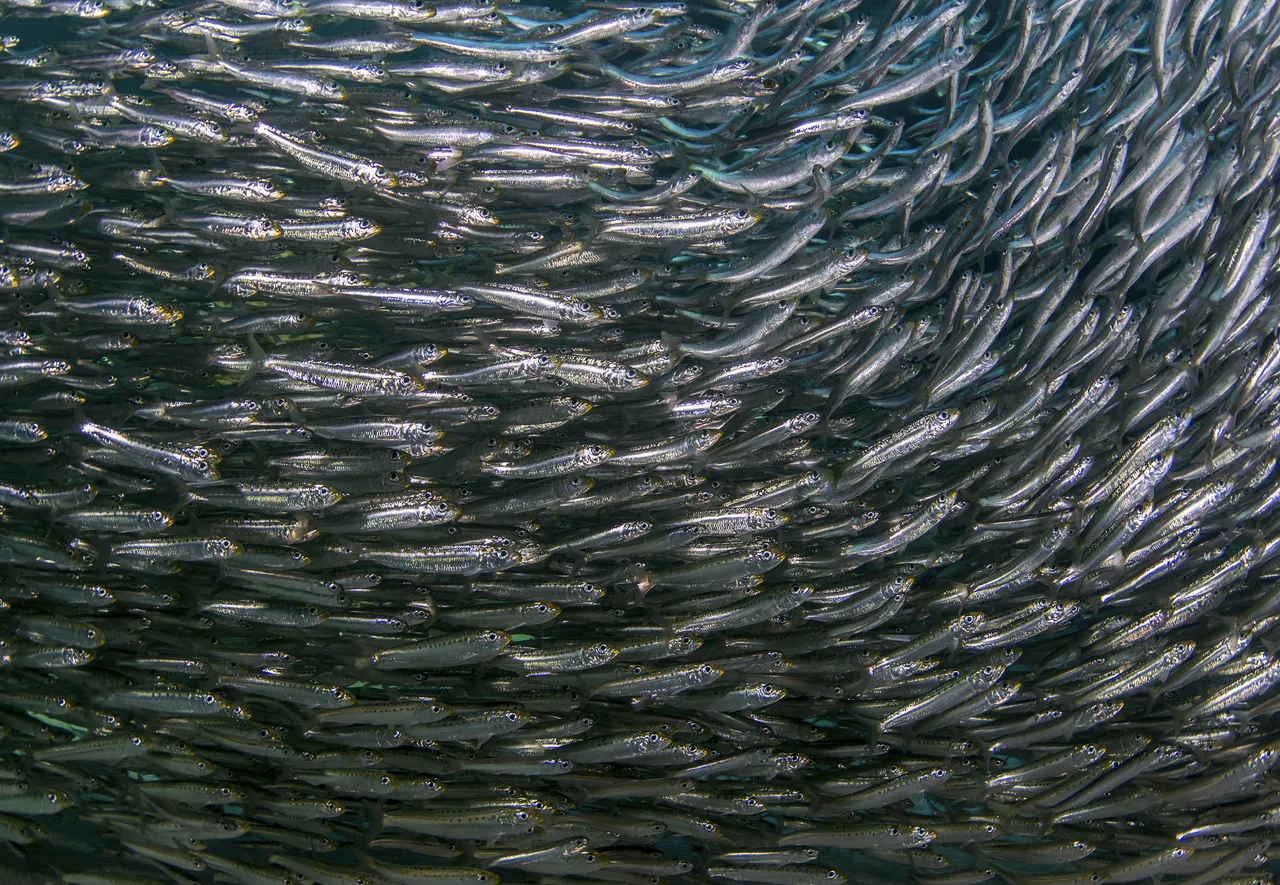 The sardine run is underway, but where have all the fish gone?