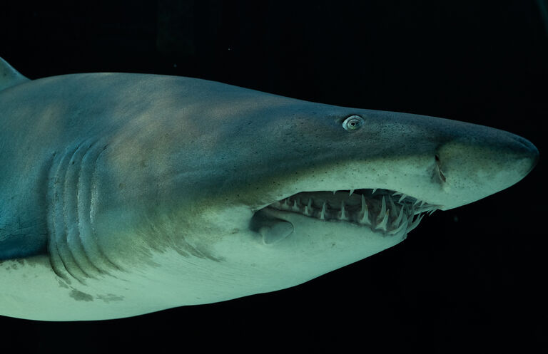 Shark Exhibit