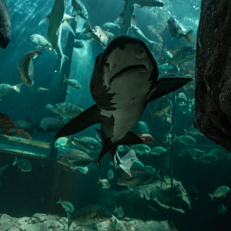 Shark Exhibit