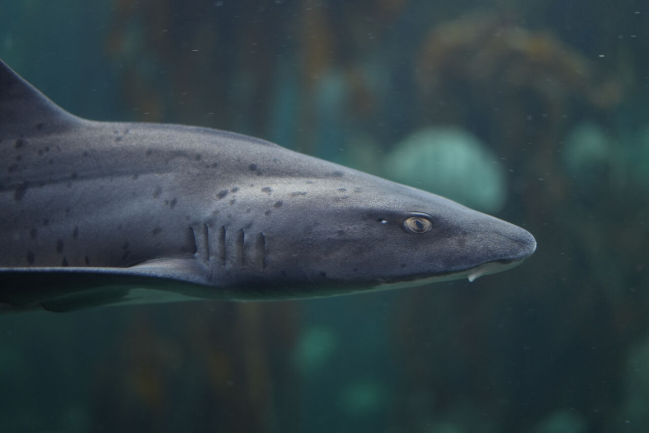 Photo inspiration: Fresh Look at Two Oceans Aquarium A Collaborative Acoustic Tagging Project Shines