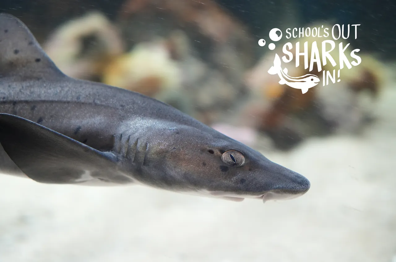 Learn about spotted gully sharks this school holiday