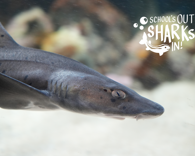 Learn about spotted gully sharks this school holiday