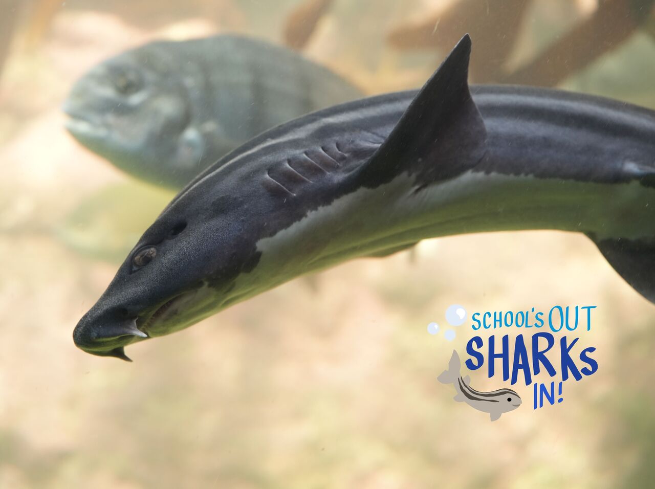 Learn about catsharks this school holiday