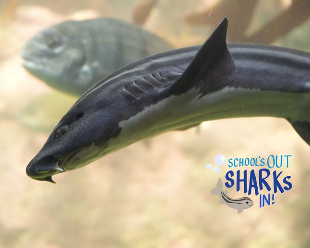 Learn about catsharks this school holiday