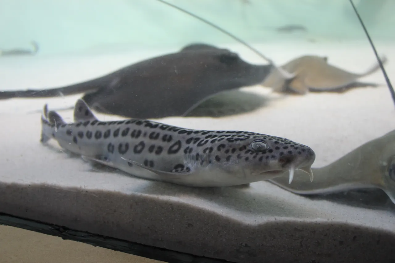 Leopardcatshark lbarker1