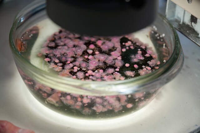 Two Oceans Aquarium | Microscope Exhibit
