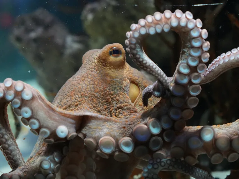 Octopuses