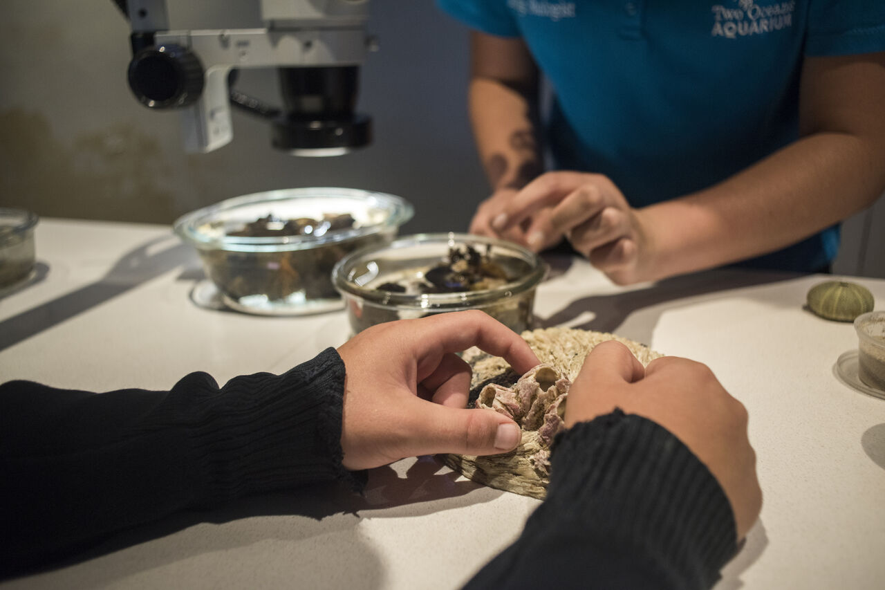 Two Oceans Aquarium Jan 2015 HR 013