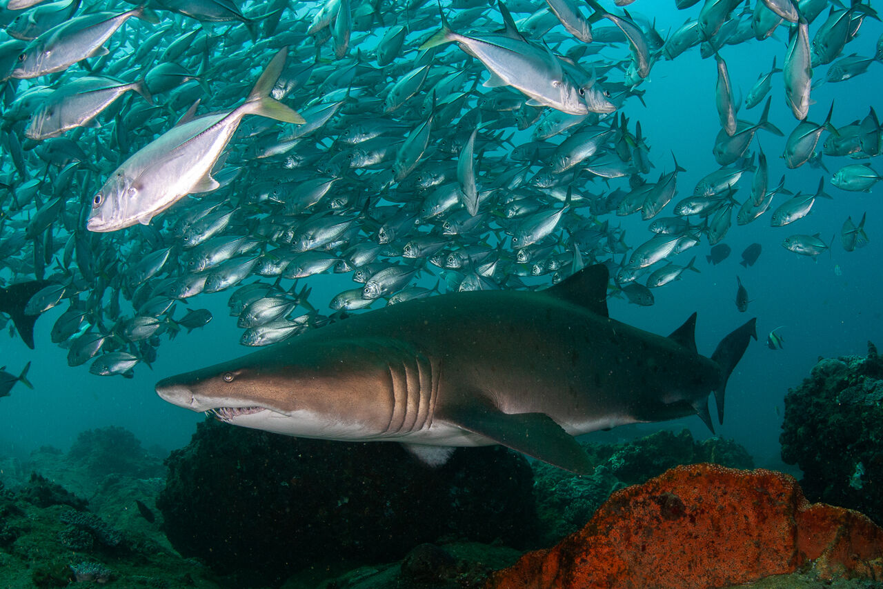 How do sharks use Marine Protected Areas?
