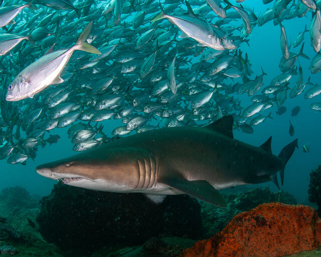 How do sharks use Marine Protected Areas?
