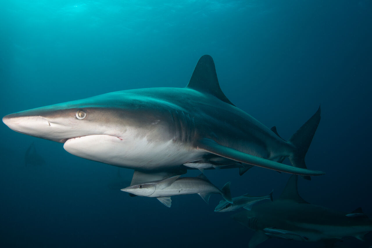 Fiona Ayerst Aliwal Shoal MPA 3