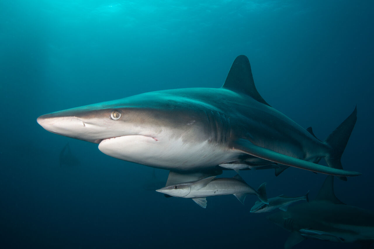 Fiona Ayerst Aliwal Shoal MPA 3