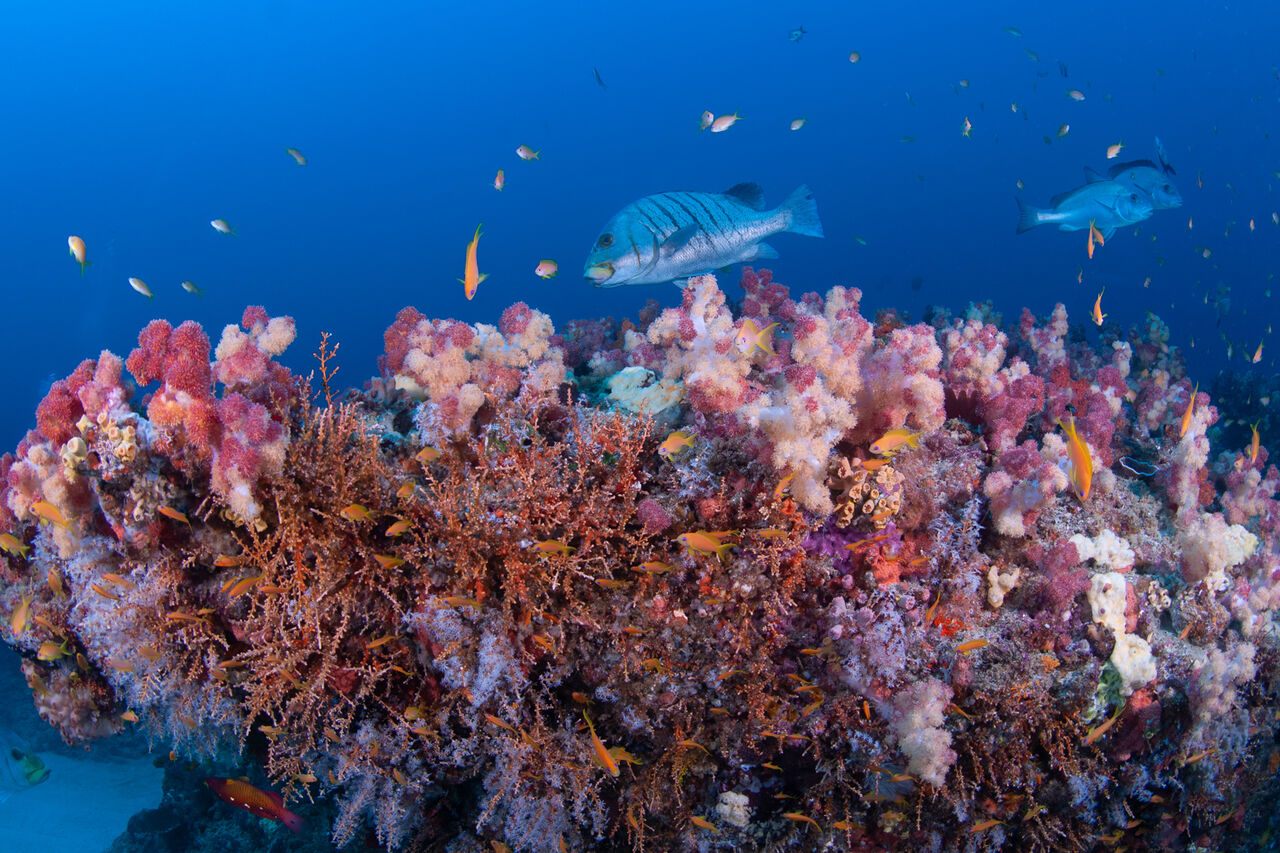 Fiona Ayerst i Simangaliso MPA 3