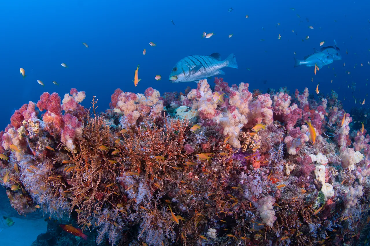 Fiona Ayerst i Simangaliso MPA 3