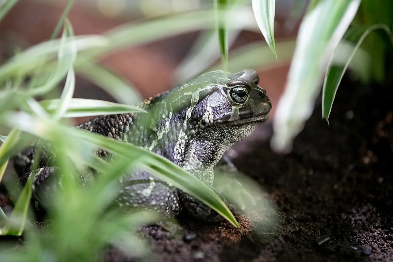 Toad crossing: Western leopard toads are on the move in Cape Town!
