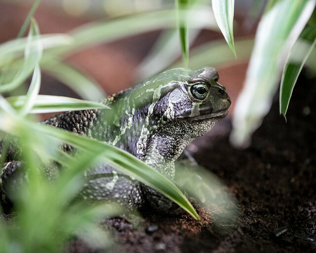Toad crossing: Western leopard toads are on the move in Cape Town!
