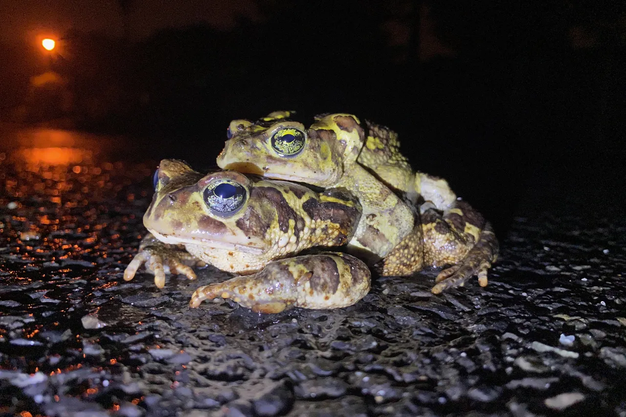 Dagny Warmerdam 2 Western Leopard Toad JPG