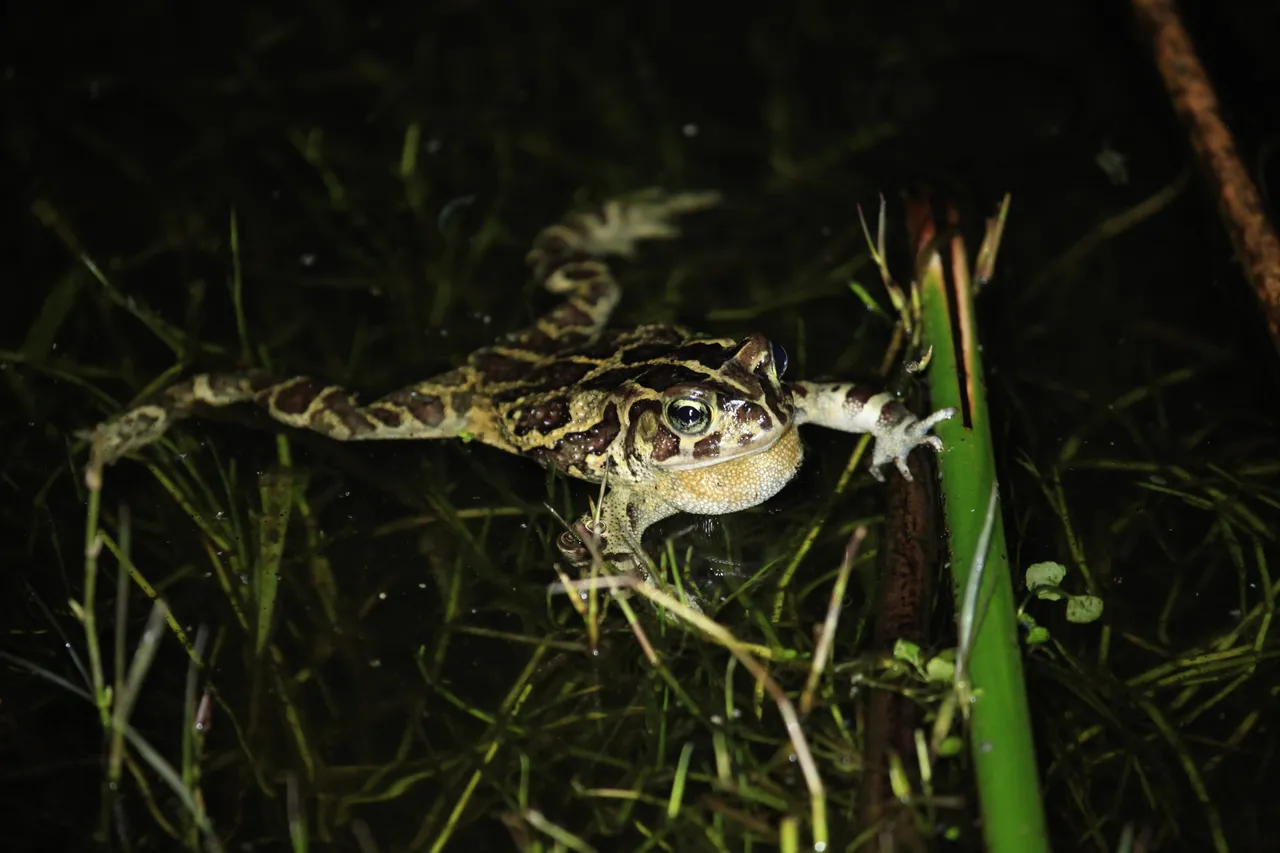 Dagny Warmerdam 3 Western Leopard Toad