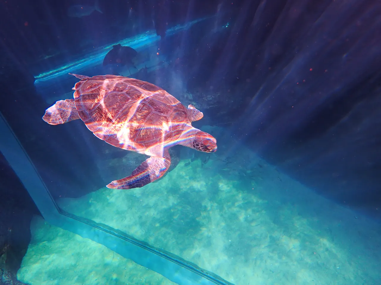 Bokkie the green turtle’s final tracking update