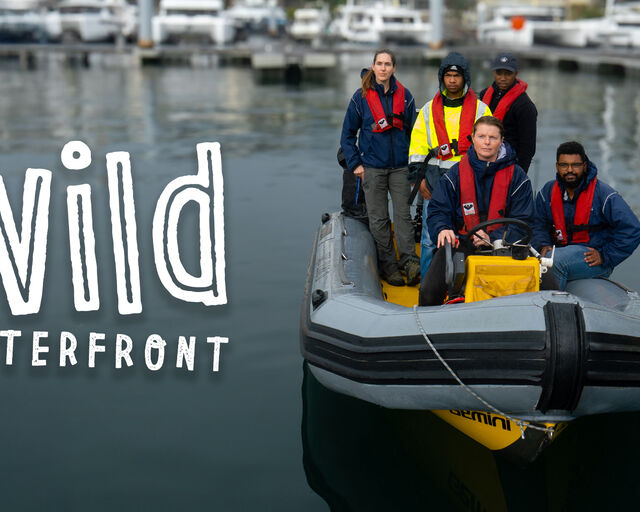 The making of "Wild Waterfront": A glimpse into our urban wildlife and the people who protect them