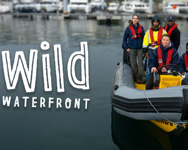 The making of "Wild Waterfront": A glimpse into our urban wildlife and the people who protect them