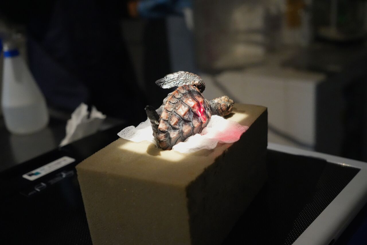 Two Oceans Aquarium | Scan you believe it? The value of CT and MRI…