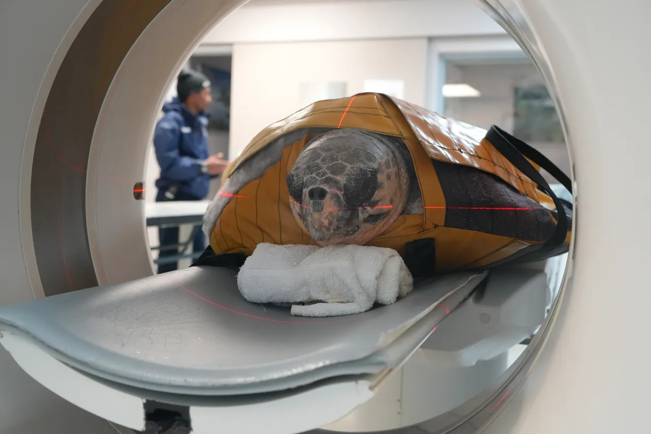 Scan you believe it? The value of CT and MRI scans in turtle rehabilitation