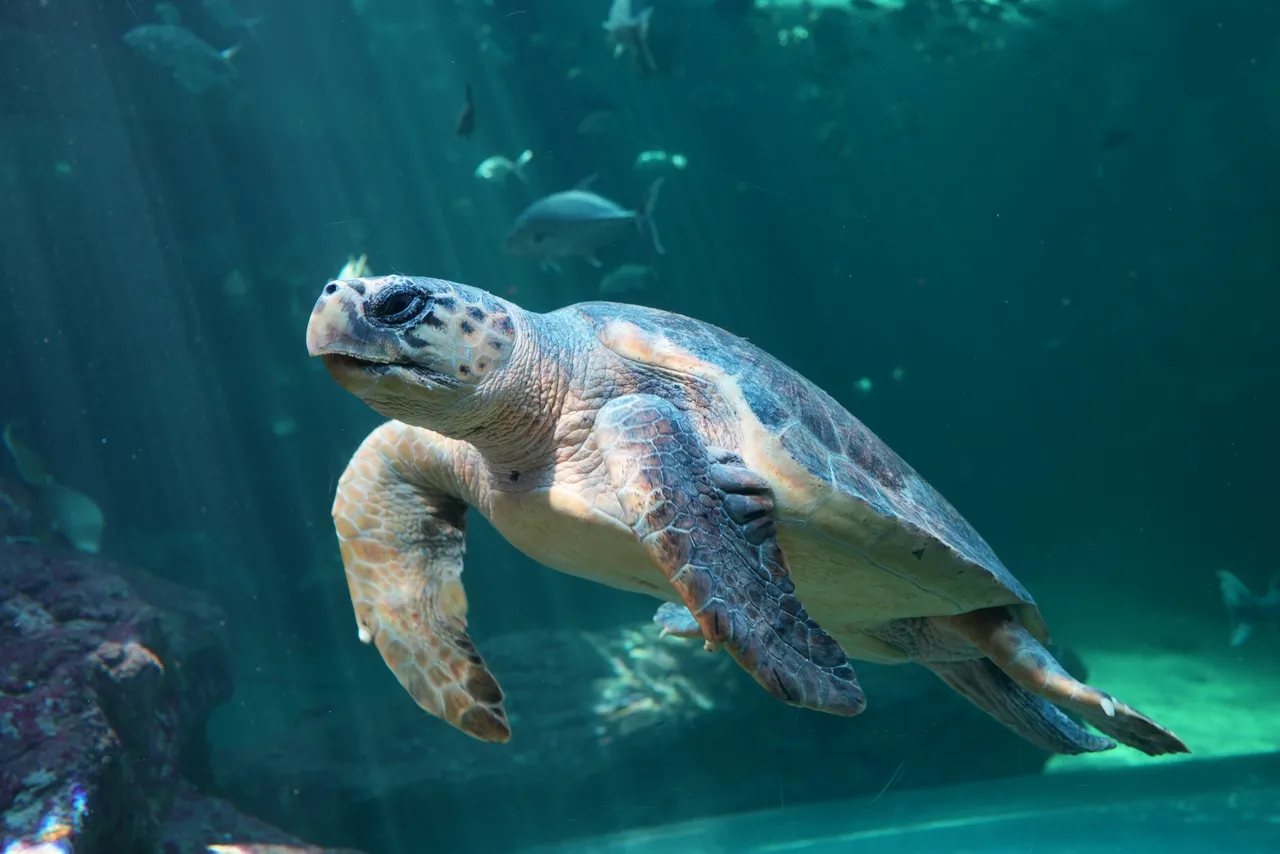 Welcome to the I&J Ocean Exhibit, Habanero!