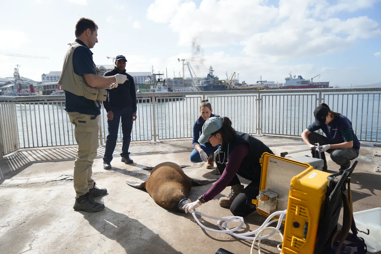 Seal Health Week: A powerful collaboration for marine mammal conservation in southern Africa