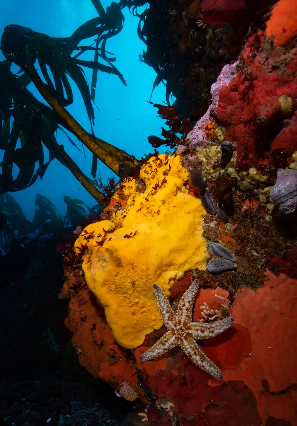 Cleeve Robertson Table Mountain MPA 6