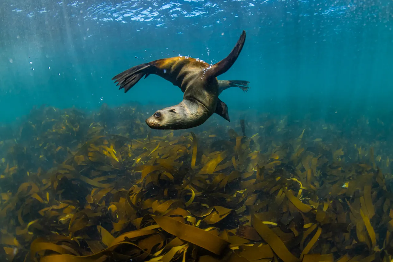 1albertsnyman tablemountainmpa Albert Snyman