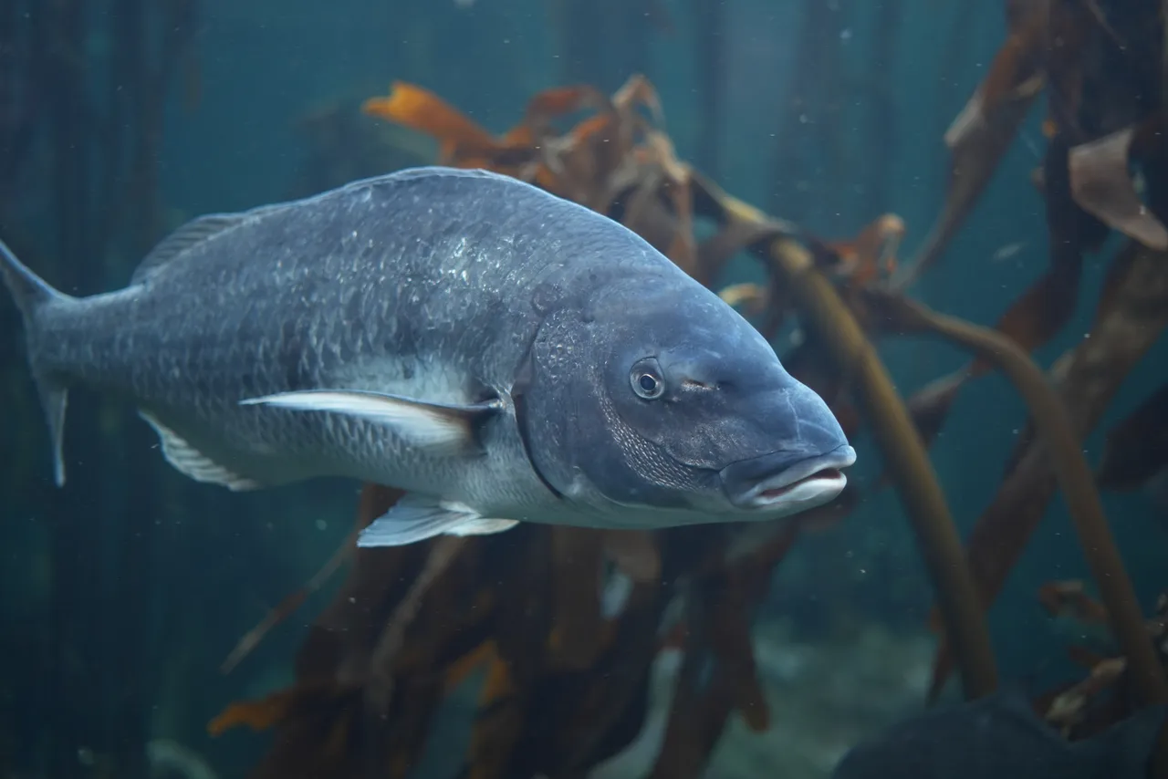 Proudly South African fish you can meet at the Two Oceans Aquarium
