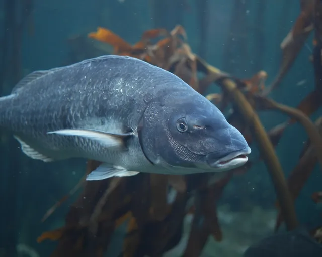 Proudly South African fish you can meet at the Two Oceans Aquarium