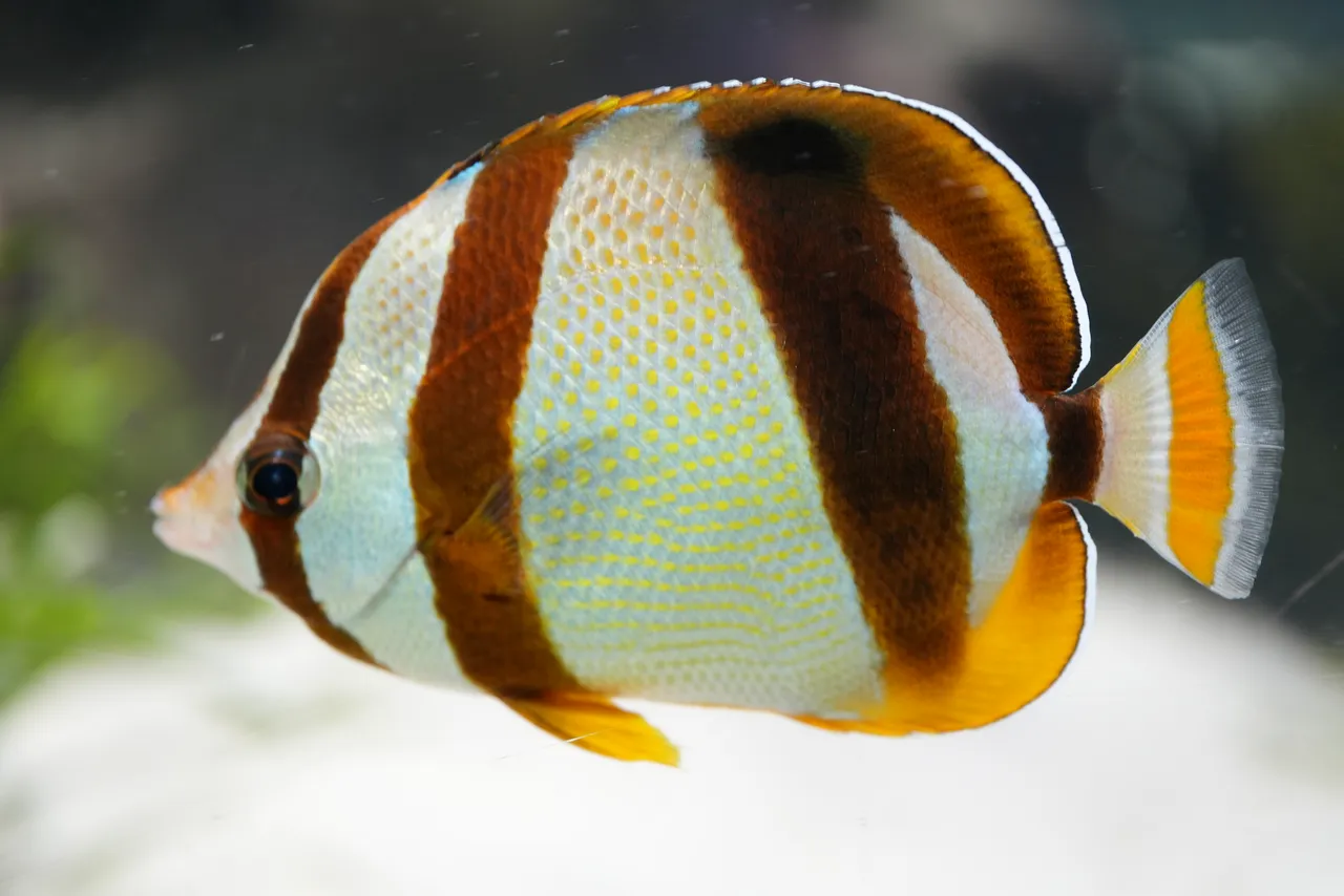 Six animals you should meet at the Two Oceans Aquarium