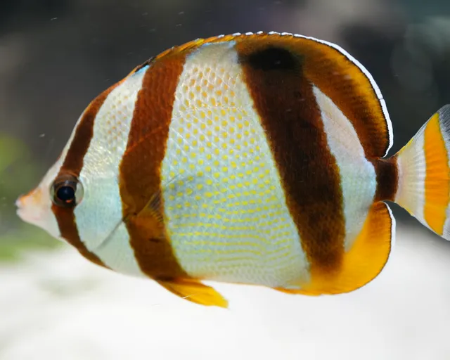 Six animals you should meet at the Two Oceans Aquarium