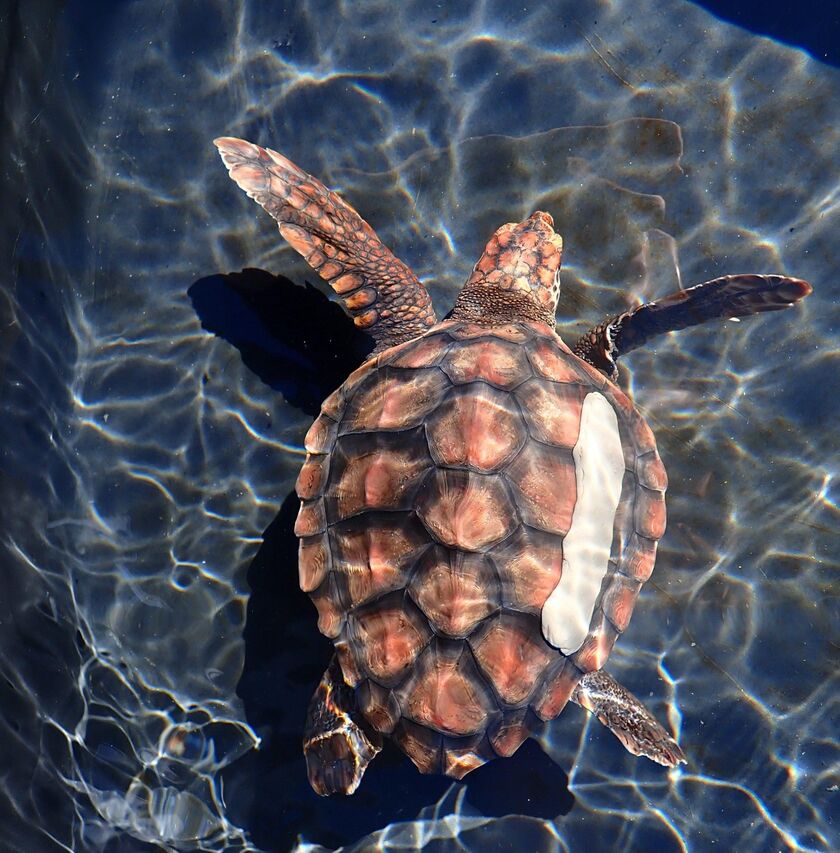 9 C9569 C8 D6 AB 49 EC 8 FEB B78 EAFDA8 E34