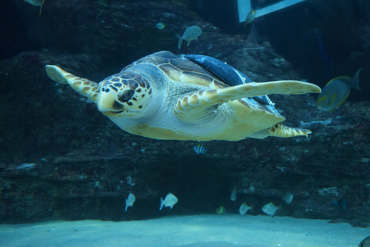 Two Oceans Aquarium | Finding balance with Kai, the loggerhead turtle