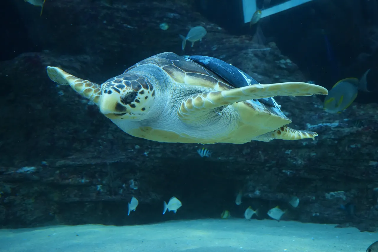 Finding balance with Kai, the loggerhead turtle