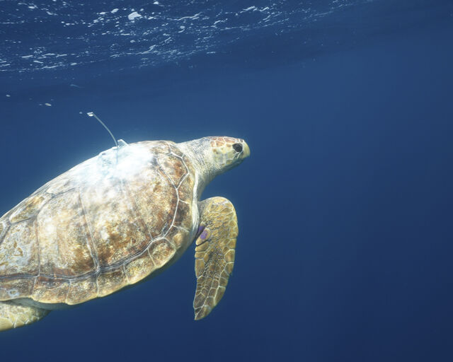 Tracking our turtles: Nobomvu is nearly at her two-year mark