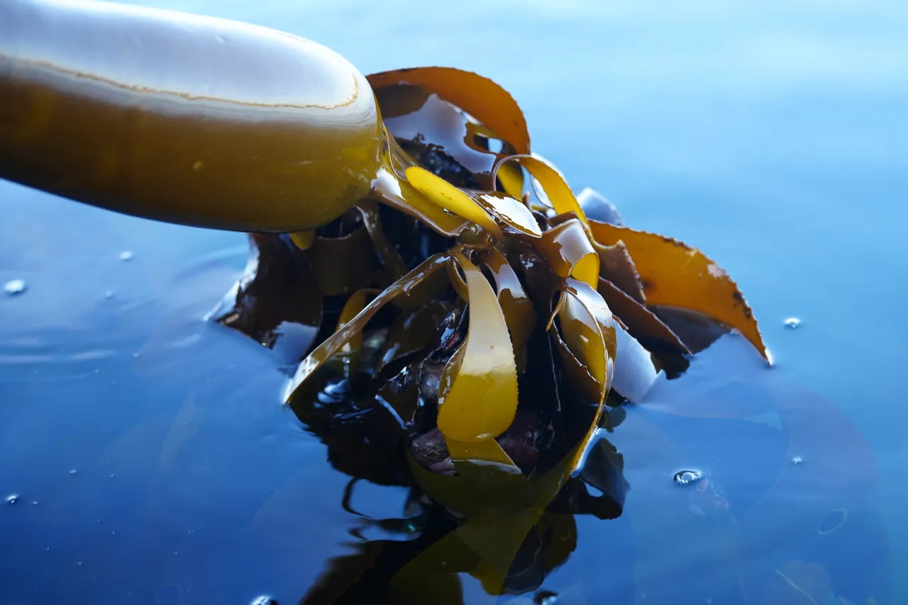 Plunging into the Great African Seaforest: How does kelp impact us?