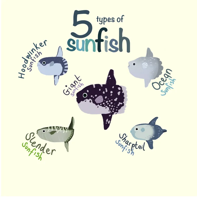 The weird and wonderful sunfish: Everything you need to know!