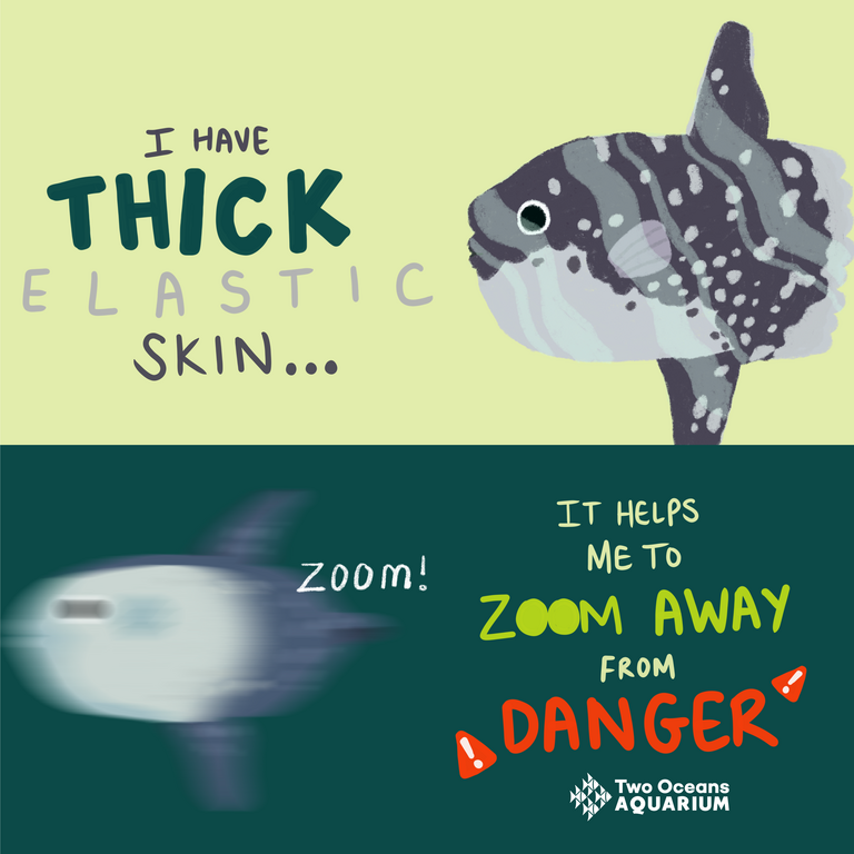 The weird and wonderful sunfish: Everything you need to know!