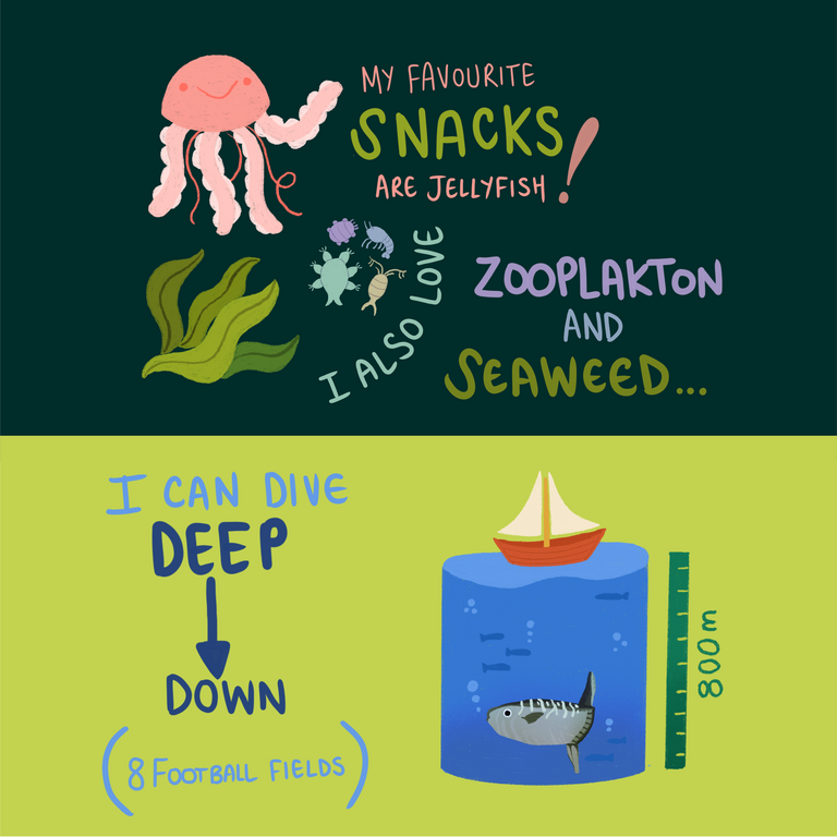 The weird and wonderful sunfish: Everything you need to know!