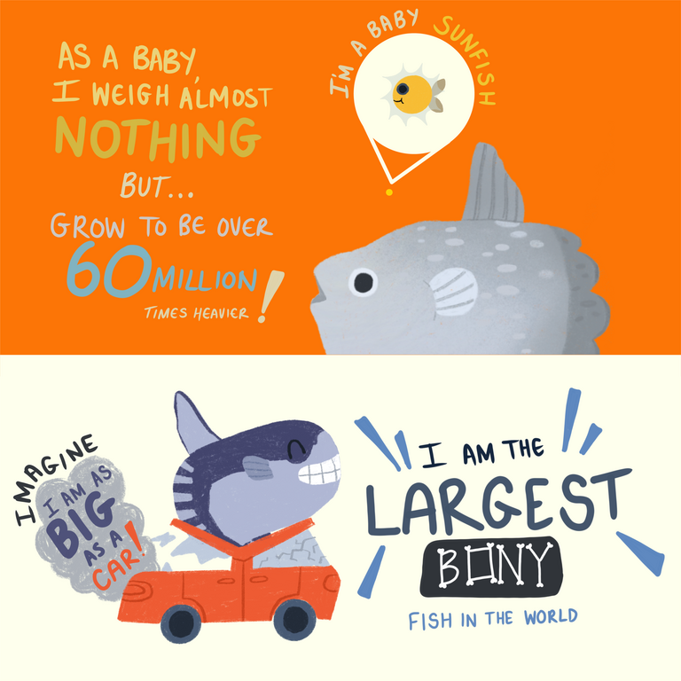 The weird and wonderful sunfish: Everything you need to know!