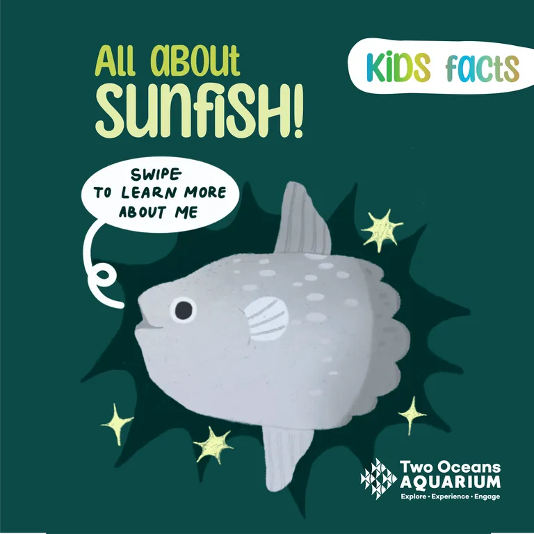 The weird and wonderful sunfish: Everything you need to know!