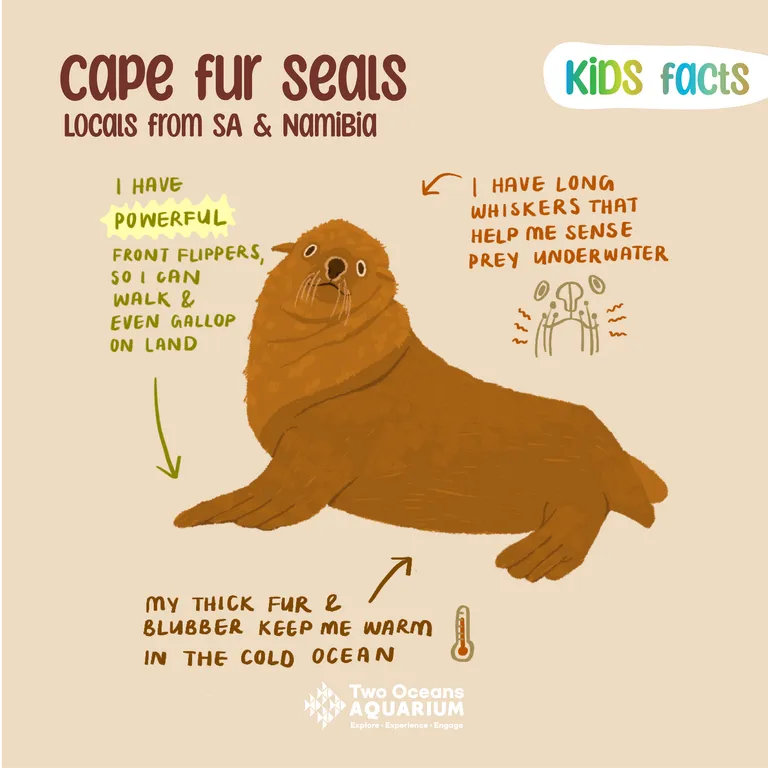 Cape fur seal